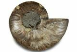 Cut & Polished Ammonite Fossil (Half) - Crystal Pockets #323310-1